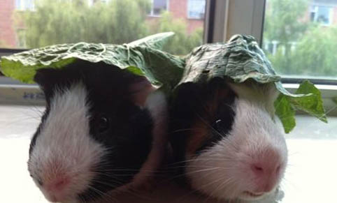 荷蘭豬夏天會不會熱死