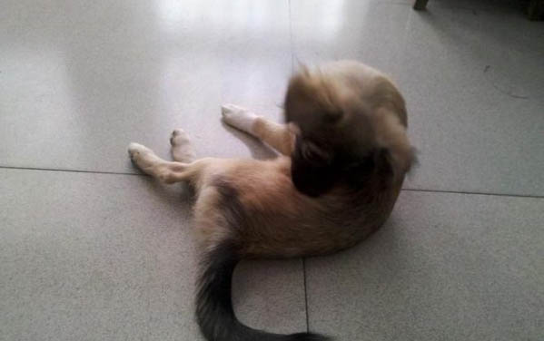 狗狗為什么會得犬瘟熱的原因