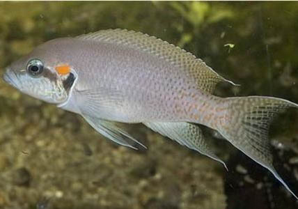 14度釣魚深水還是淺水