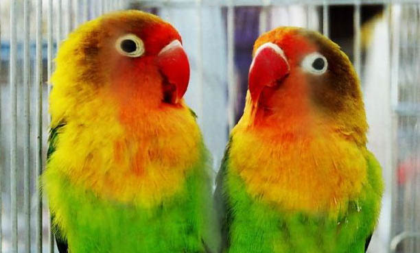 鸚鵡嘔吐甩的到處都是