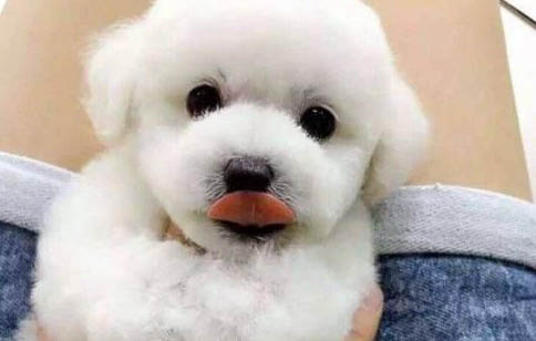 為什么狗狗愛吼人