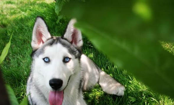 犬瘟過(guò)多久可以再養(yǎng)狗狗