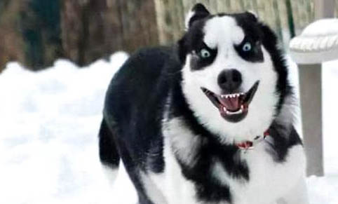 哈士奇犬瘟熱能活多久