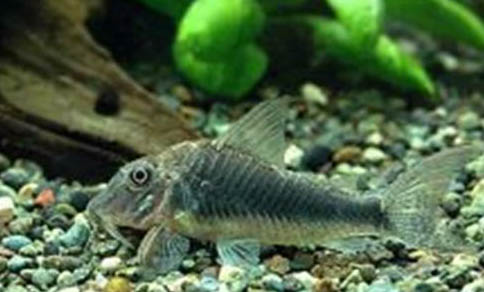 鼠魚喂什么飼料