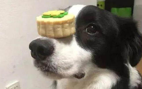 狗一共有多少品種