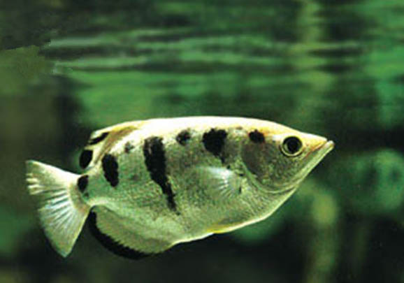 小鱗射水魚好養嗎