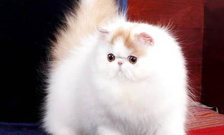 為什么很少有人養波斯貓啊