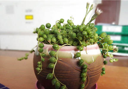 吊蘭對貓有毒嗎