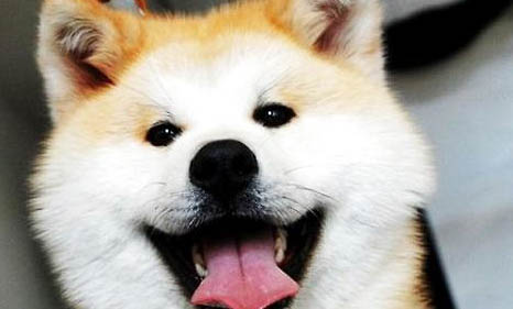 秋田犬和柴犬哪個貴