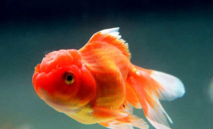 金魚不擠卵會死嗎
