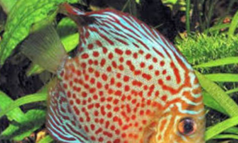 觀賞魚絨狀病的治療原則