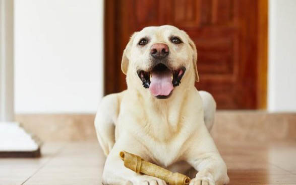 薩摩耶犬瘟熱早期癥狀