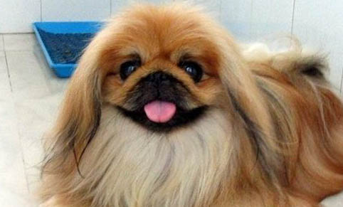 北京犬不能吃什么