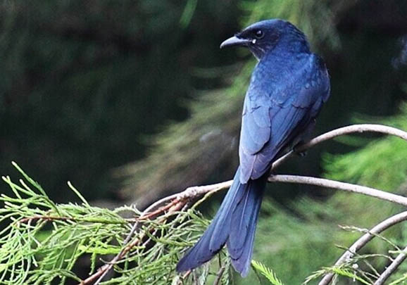 逆戰(zhàn)黑卷尾為什么攻擊人