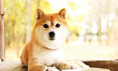 黑柴犬和黃柴犬哪個貴
