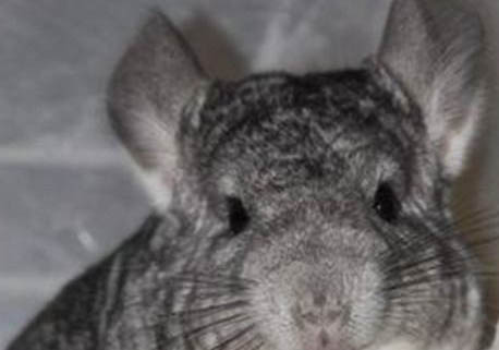 龍貓為什么那么貴