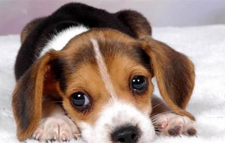 怎樣制止狗狗吃自己的屎