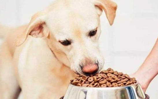 狗眼屎突然增多什么原因造成的