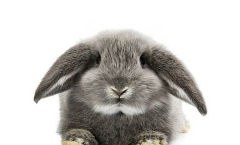 如何飼養(yǎng)寵物兔