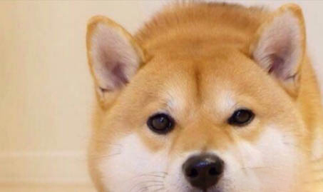 小柴犬怎么喂養