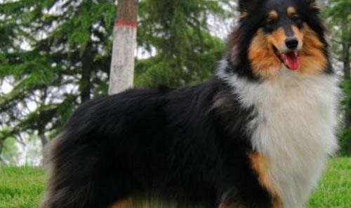 蘇格蘭牧羊犬好不好養(yǎng)？蘇格蘭牧羊犬怎么訓(xùn)練