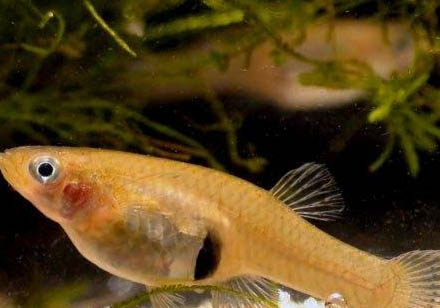 食蚊魚多大可以繁殖