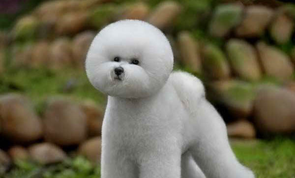 貴賓犬拉姆裝19刀的修剪部位