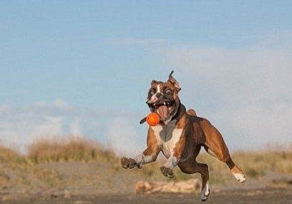 拳師犬太瘦原因