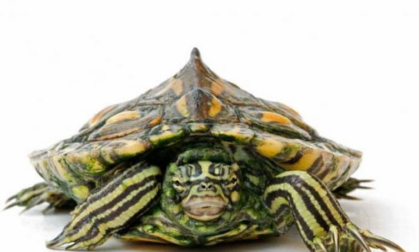 北部黑瘤地圖龜的品種簡介