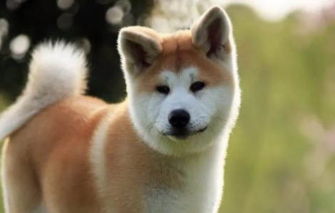 秋田犬和柴犬哪個好?