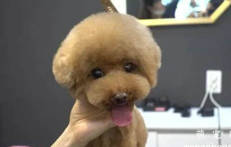 貴賓犬多少歲不能打疫苗了