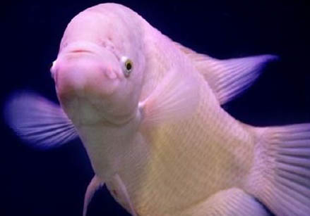 招財(cái)魚(yú)容易繁殖嗎