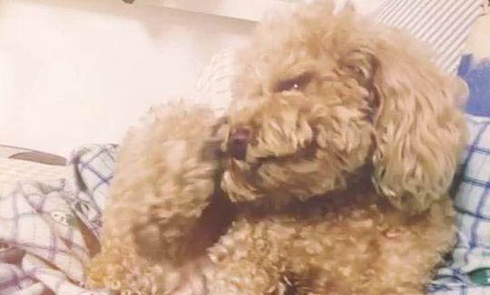 狗狗身上有蟲