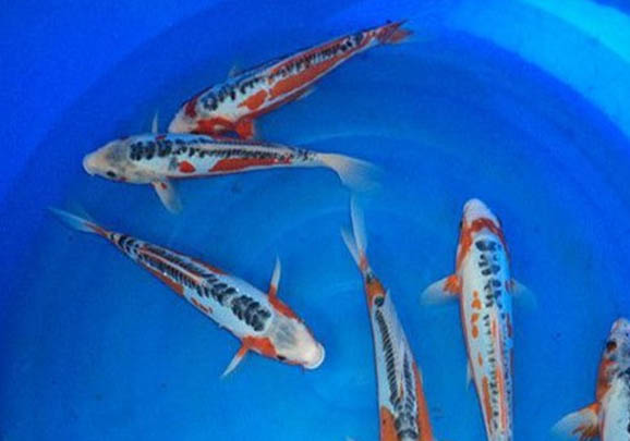 錦鯉多久換一次水比較好