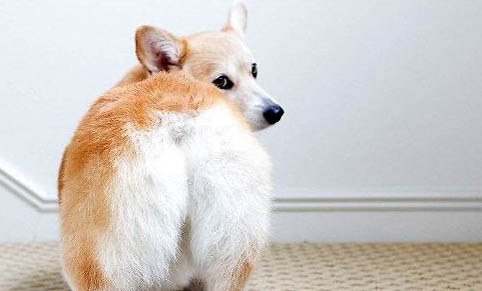 柯基犬和比熊哪個好養
