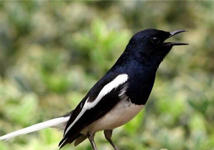 四喜鳥飼料哪個牌子最好