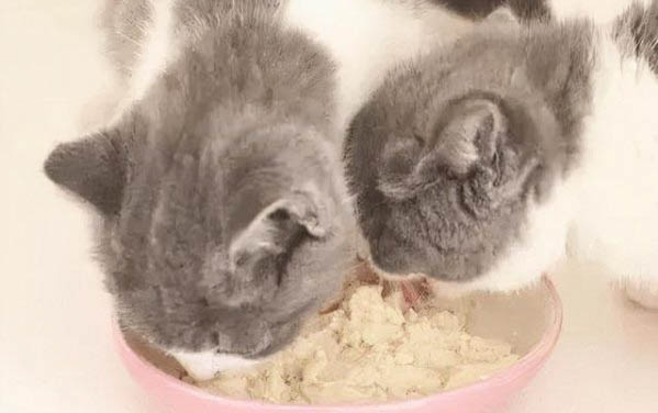貓咪長期拉軟便應該怎么辦