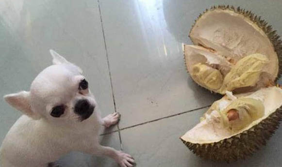 狗狗能吃青菜嗎？