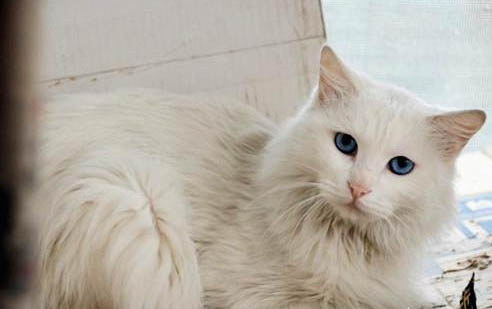 波斯貓真菌皮膚病初期