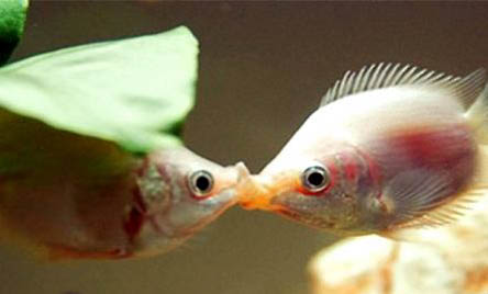 接吻魚為什么不吃飼料？