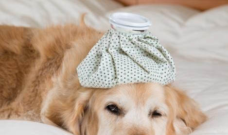 中國禁養犬種有哪些?
