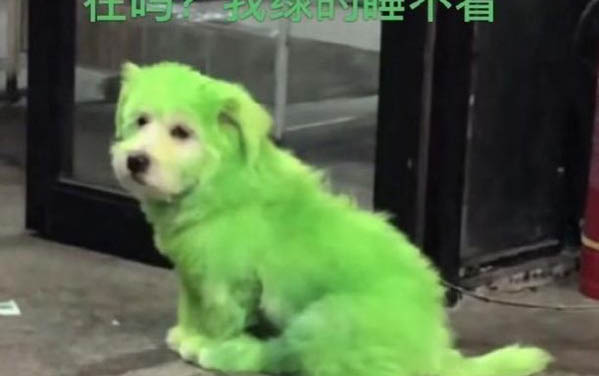 被小狗咬到會怎么樣？