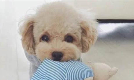 犬瘟細小發作多久會死亡?
