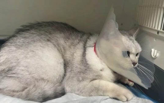 狗冠狀過幾天就安全了?