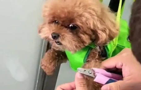 泰迪幼犬身上有味道