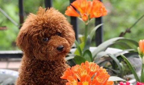 貴賓犬的訓練方法
