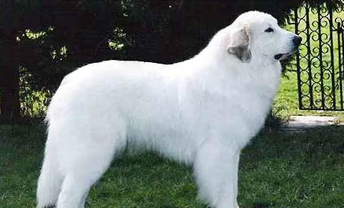 大白熊犬太瘦的原因及處理方法
