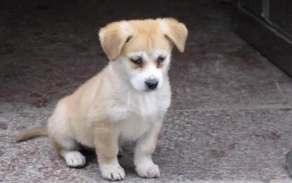 狗狗腹瀉的原因有哪些?