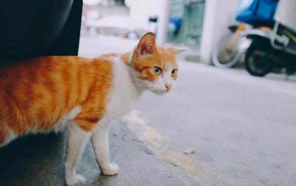 小貓需要打什么疫苗