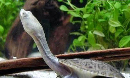 長頸龜為什么沒人養